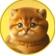 Discover the latest, upcoming, and ongoing airdrops for passionate kitten featuring official token and banner images